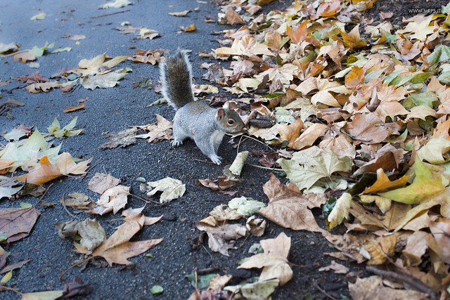 Walking through Russel Square 