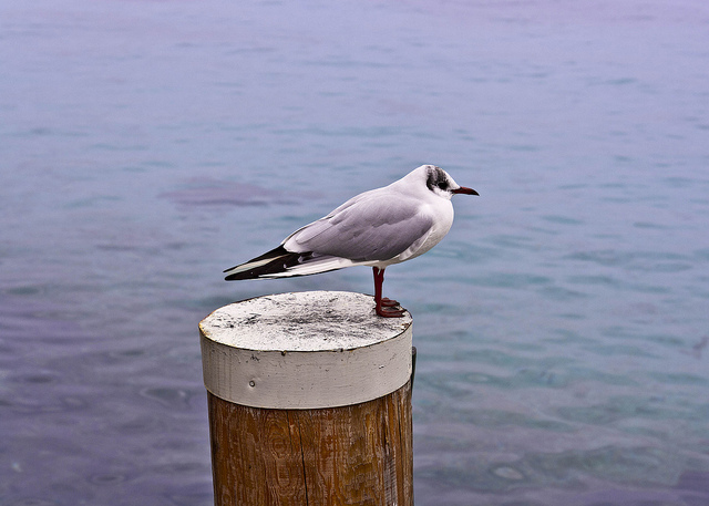 Seagull #uccello #pier #birdwatching #gabbiano #seagull #bird #animals #lago #lungolago #nature #lakeside #sirmione #molo #uccelli #lake #natura #macro #animali