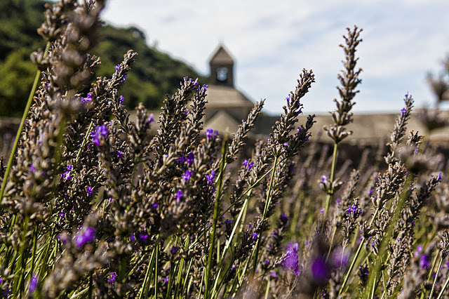 Abbaye Notre-Dame de Sénanque (1/9) 