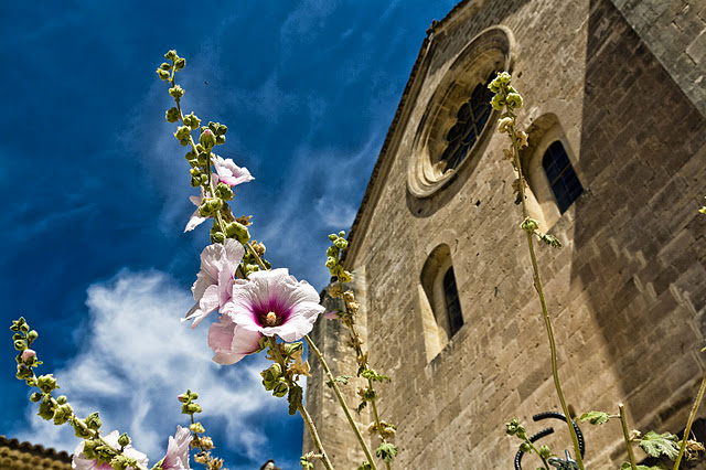 Abbaye Notre-Dame de Sénanque (6/9) 