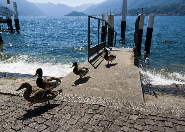 Running Ducks #azzurro #quack #molo #colors #bellagio #Europa #blu #Italie #duck #acqua #papero #italy #papera #paesaggio #lake #Italien #water #landscape #como #paperelle #Italia #lago #Europe #blue #papere #ducks #colore #pier