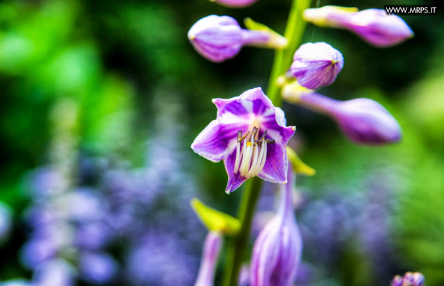 Flora e Fauna a Villa Pallavicino (1/32) 