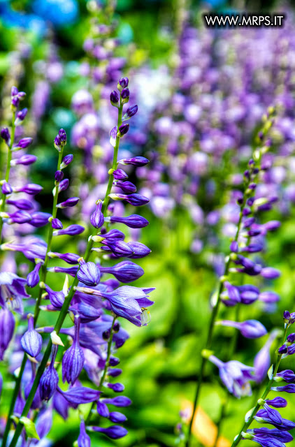 Flora e Fauna a Villa Pallavicino (5/32) 