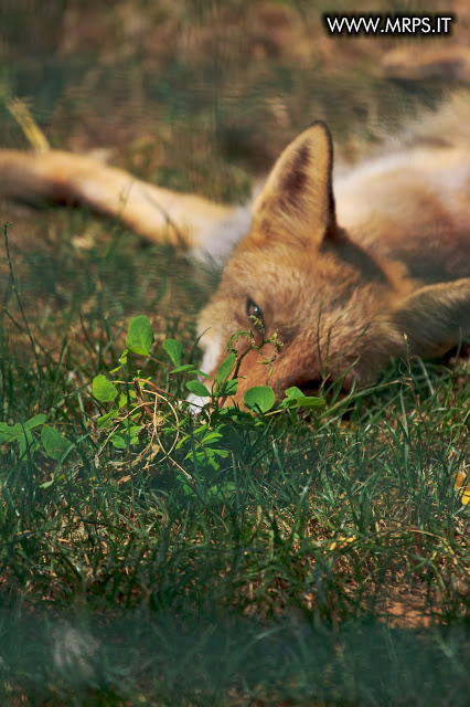 Flora e Fauna a Villa Pallavicino (15/32) 