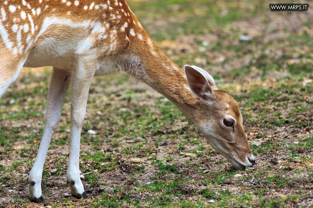 Flora e Fauna a Villa Pallavicino (16/32)