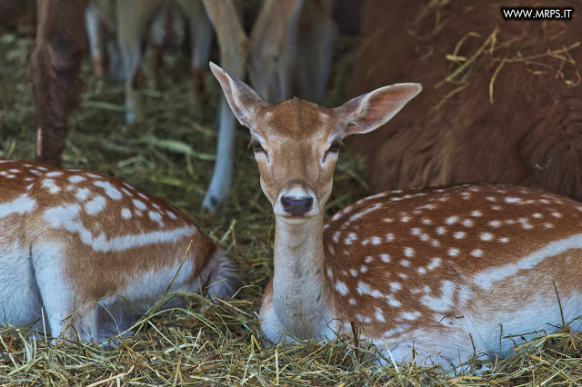 Flora e Fauna a Villa Pallavicino (17/32) 