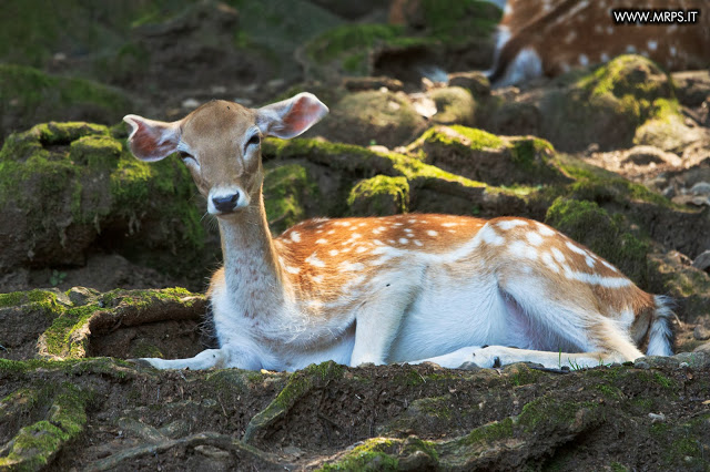 Flora e Fauna a Villa Pallavicino (21/32) 