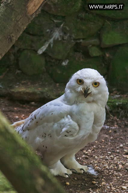Flora e Fauna a Villa Pallavicino (22/32)
