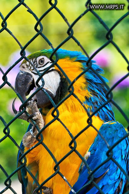 Flora e Fauna a Villa Pallavicino (26/32) 