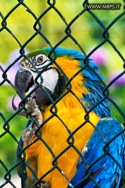 Flora e Fauna a Villa Pallavicino (26/32) 