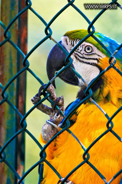 Flora e Fauna a Villa Pallavicino (27/32)