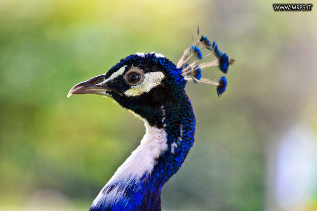 Flora e Fauna a Villa Pallavicino (28/32)