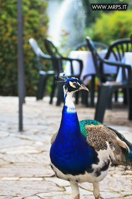 Flora e Fauna a Villa Pallavicino (29/32)