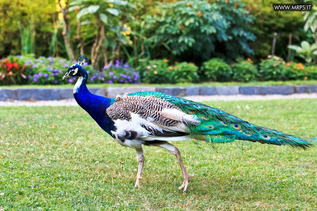 Flora e Fauna a Villa Pallavicino (31/32) 