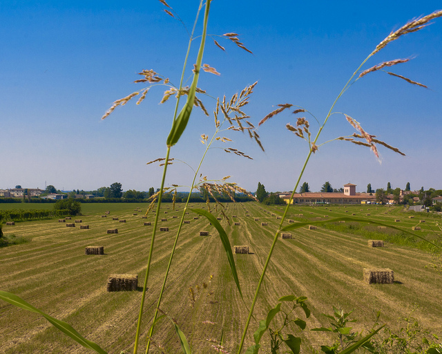 Campi Di Grano #spighe #cielo #pavese #natura #cigognola #zoom #Italie #colors #paesaggio #Italien #campagna #campi #country #Europa #italy #colore #oltrepo #landscape #Italia #broni #Europe #stradella #nature #splendid'oltrepò #oltrepò #pavia #grano