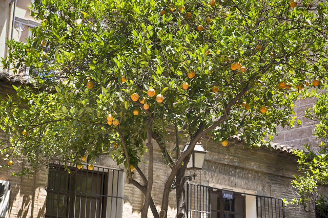 Valencia - June 2015 (20/50)