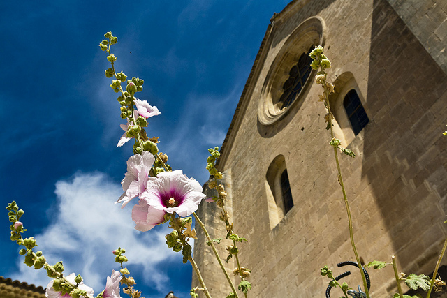 Il Fiore e la Chiesa