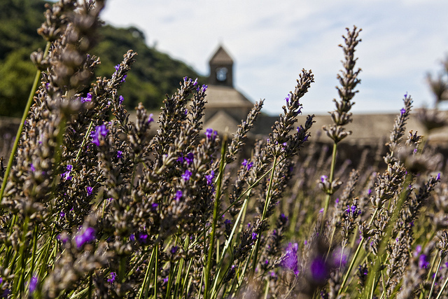 Paradiso di Lavanda