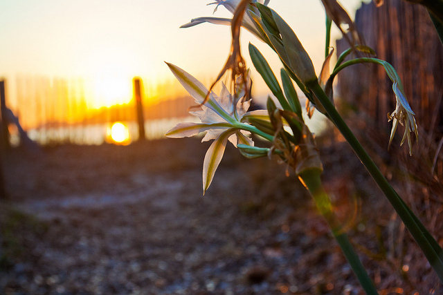 Fiore Al Tramonto